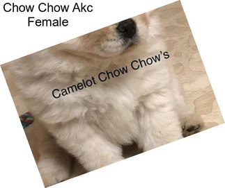 Chow Chow Akc Female