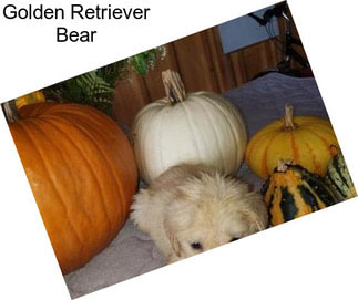 Golden Retriever Bear