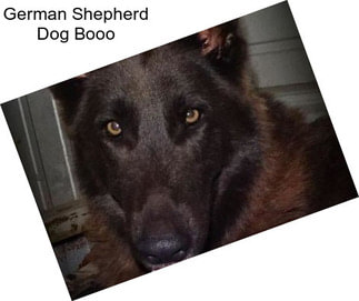German Shepherd Dog Booo