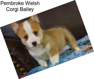 Pembroke Welsh Corgi Bailey