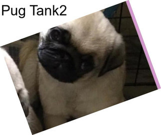 Pug Tank2