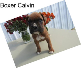 Boxer Calvin