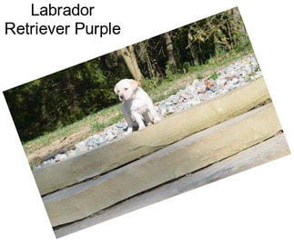 Labrador Retriever Purple