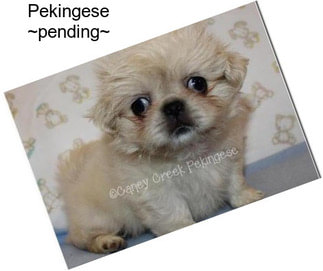 Pekingese ~pending~