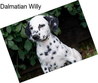 Dalmatian Willy