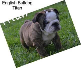 English Bulldog Titan