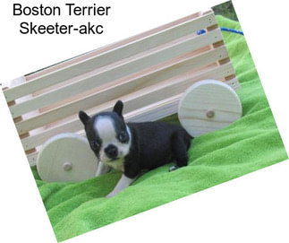 Boston Terrier Skeeter-akc