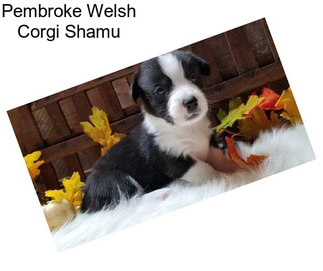 Pembroke Welsh Corgi Shamu