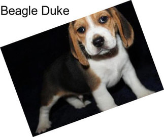 Beagle Duke