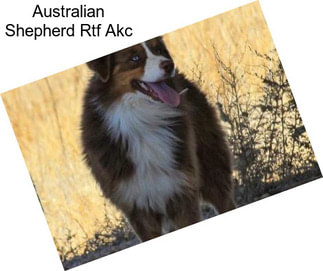 Australian Shepherd Rtf Akc