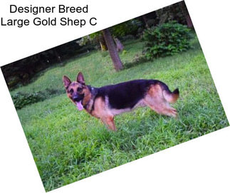 Designer Breed Large Gold Shep C