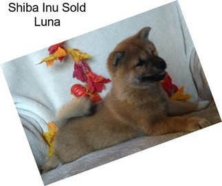 Shiba Inu Sold Luna