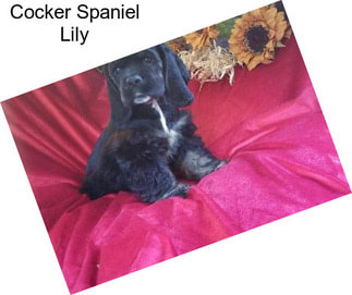 Cocker Spaniel Lily