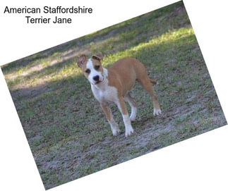 American Staffordshire Terrier Jane