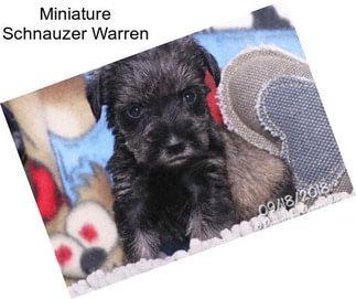 Miniature Schnauzer Warren