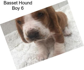 Basset Hound Boy 6