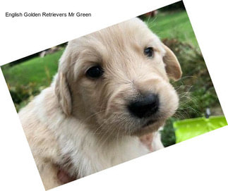 English Golden Retrievers Mr Green