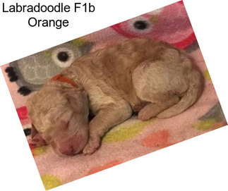 Labradoodle F1b Orange