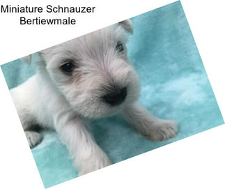 Miniature Schnauzer Bertiewmale