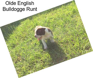 Olde English Bulldogge Runt