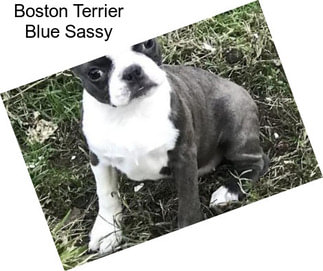 Boston Terrier Blue Sassy