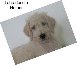 Labradoodle Homer