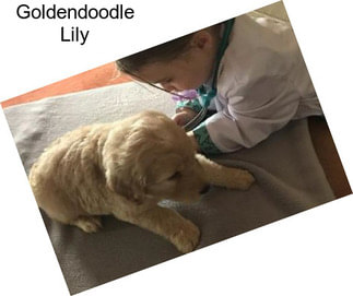 Goldendoodle Lily