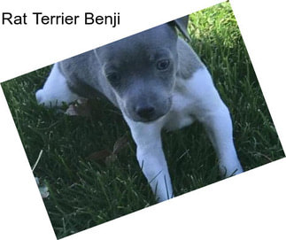 Rat Terrier Benji