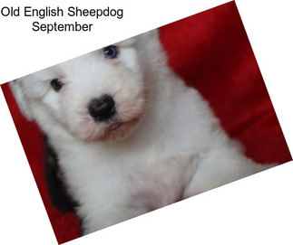 Old English Sheepdog September