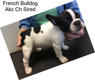 French Bulldog Akc Ch Sired