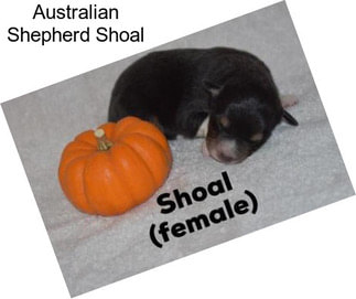 Australian Shepherd Shoal