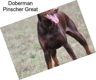 Doberman Pinscher Great