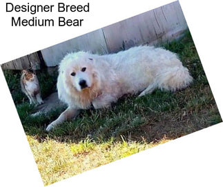 Designer Breed Medium Bear