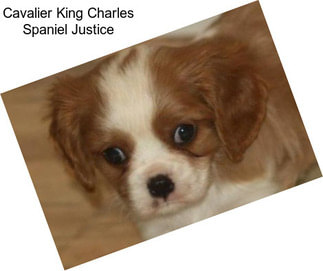 Cavalier King Charles Spaniel Justice