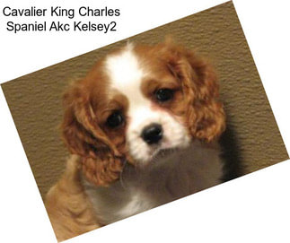 Cavalier King Charles Spaniel Akc Kelsey2
