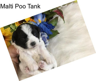 Malti Poo Tank