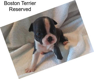 Boston Terrier Reserved