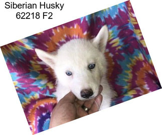 Siberian Husky 62218 F2