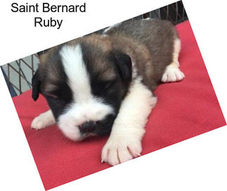 Saint Bernard Ruby