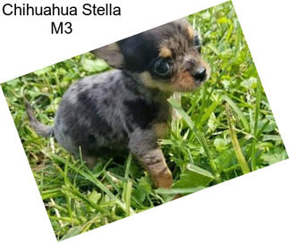 Chihuahua Stella M3