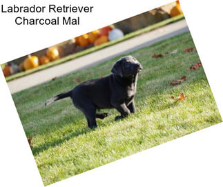 Labrador Retriever Charcoal Mal