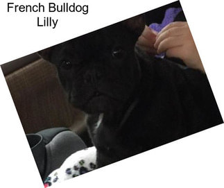 French Bulldog Lilly