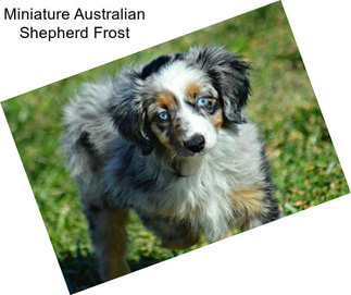 Miniature Australian Shepherd Frost