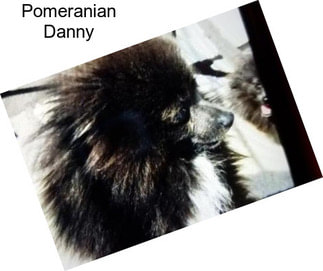 Pomeranian Danny