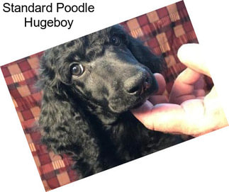 Standard Poodle Hugeboy