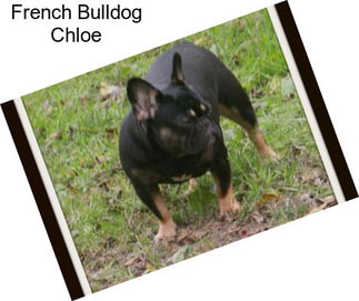 French Bulldog Chloe