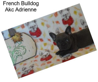 French Bulldog Akc Adrienne