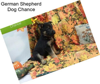 German Shepherd Dog Chance