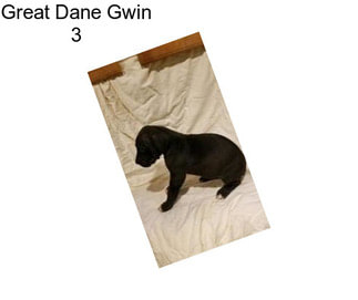 Great Dane Gwin 3