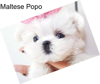 Maltese Popo